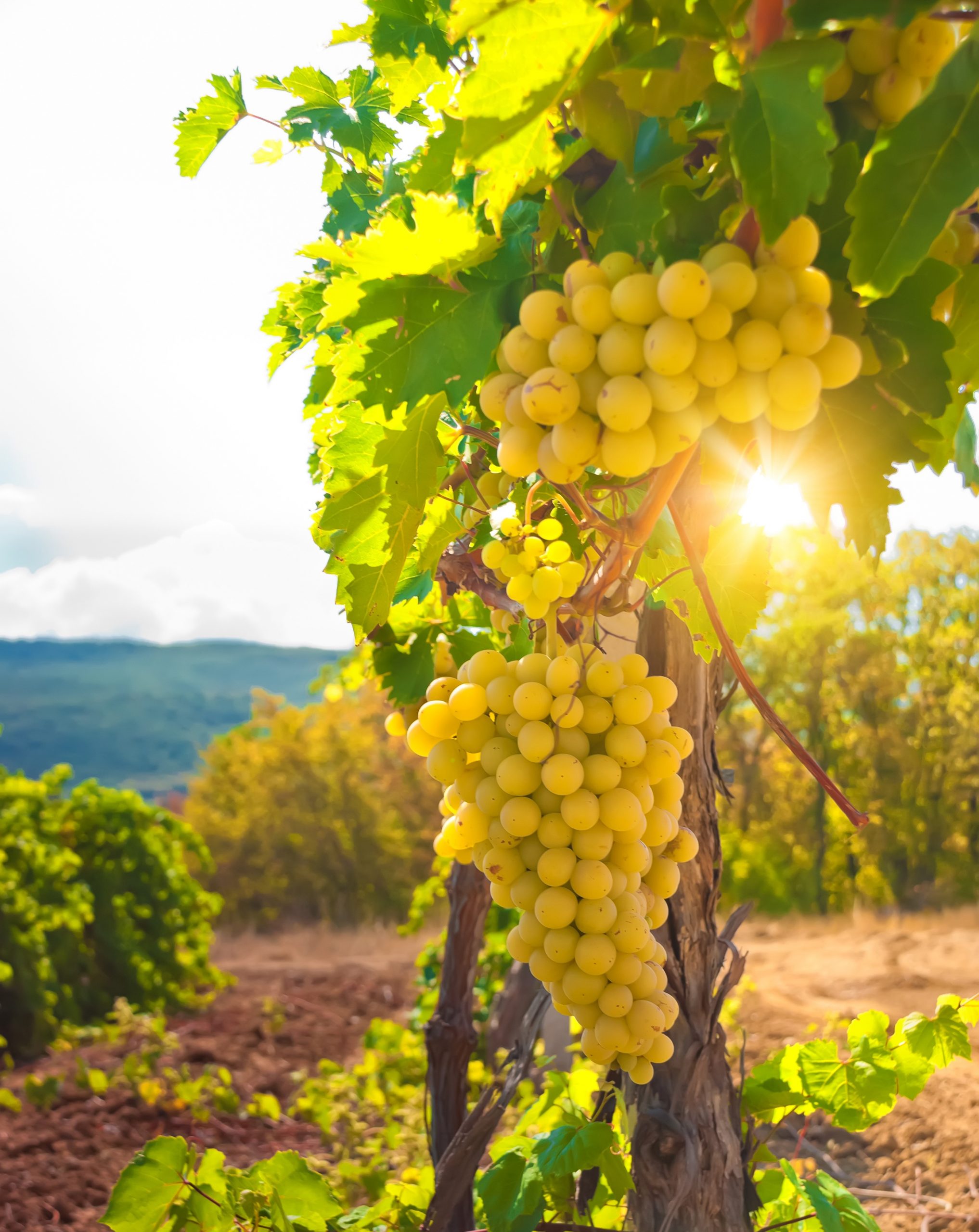 Grappolo d'uva in un vigneto campano